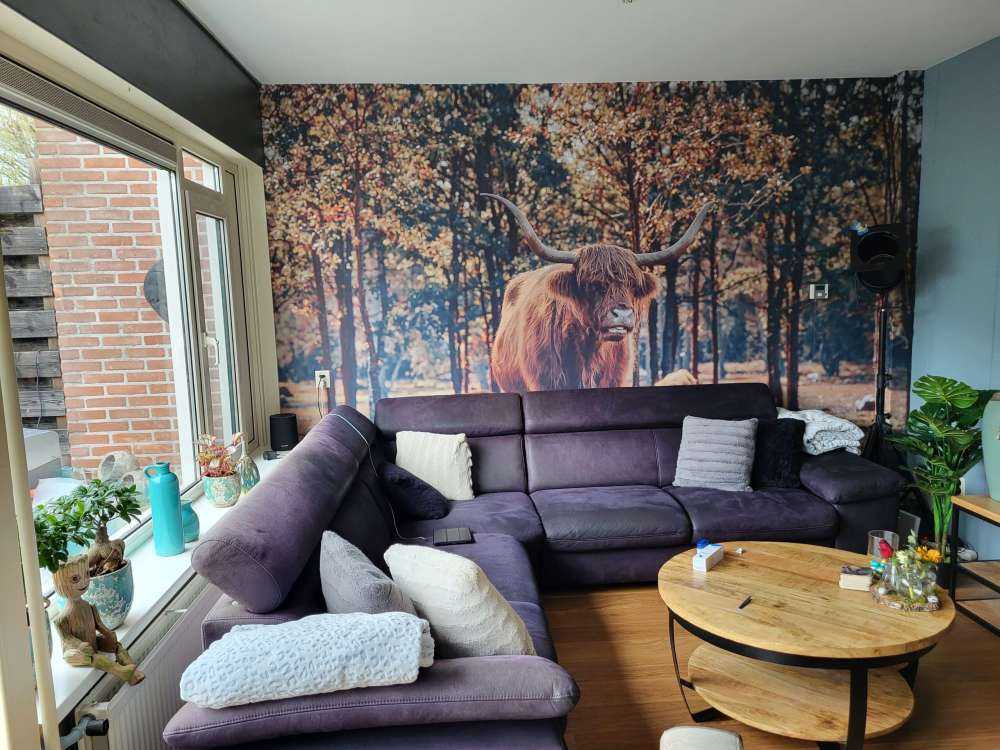 Szkocki góral na skraju lasu