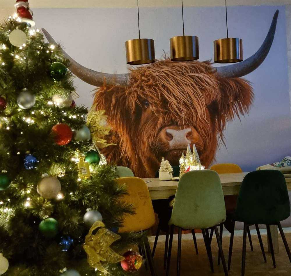 Szkocki wyżyn w roli głównej