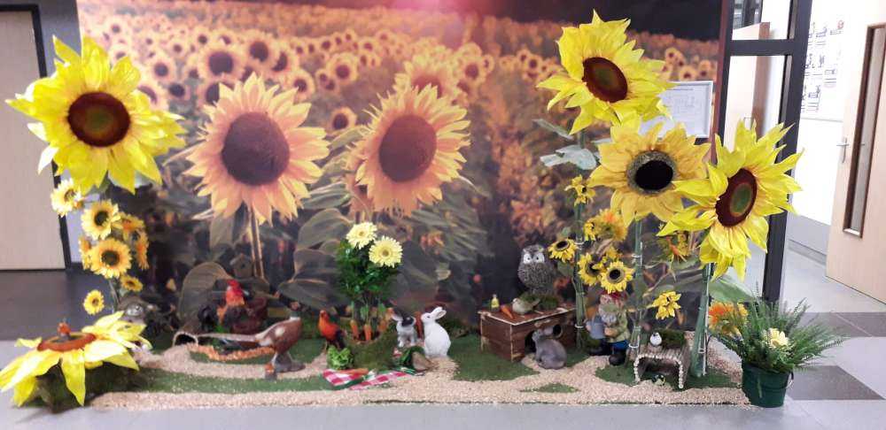 Farma słoneczników