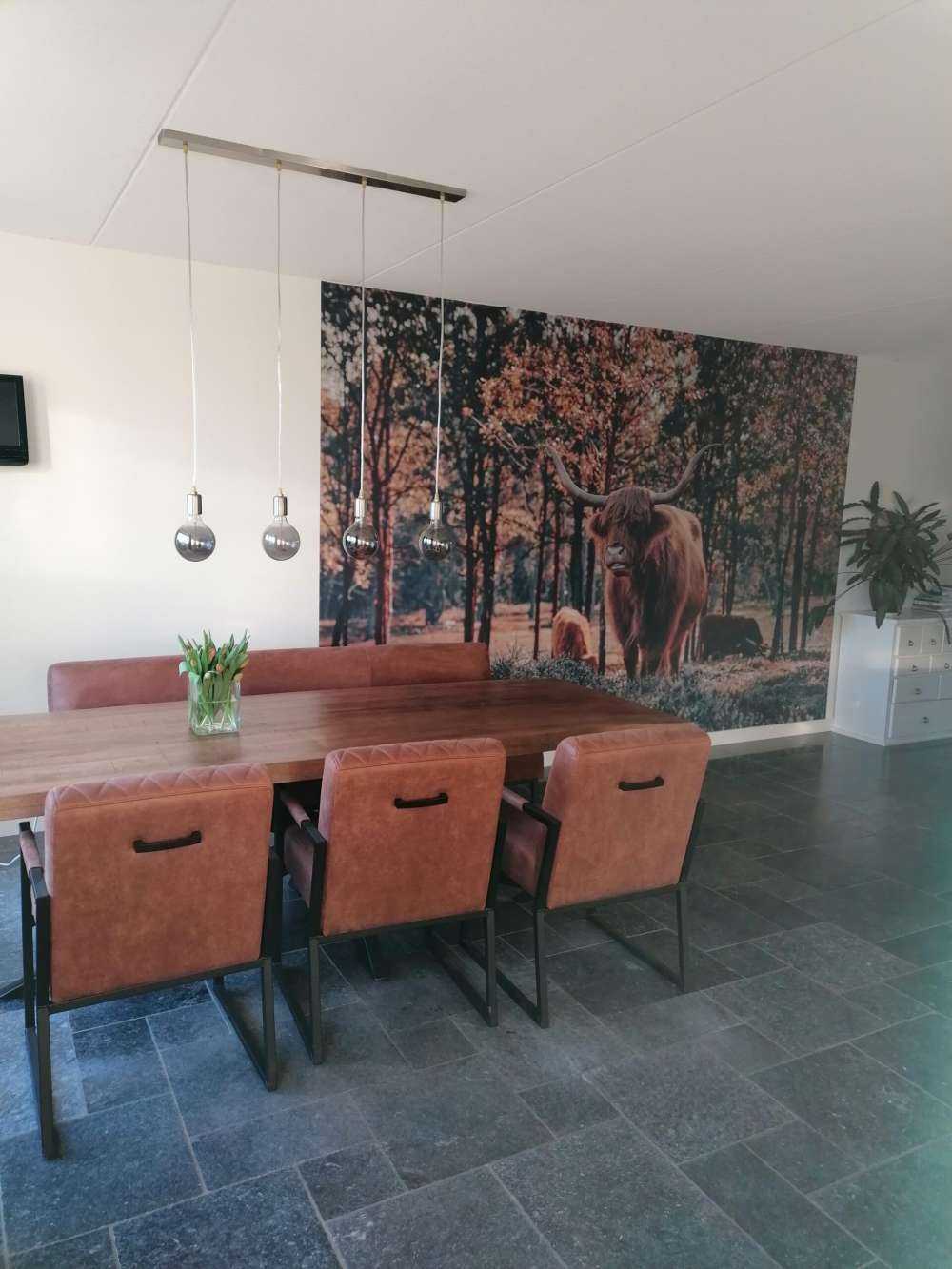 Szkocki góral na skraju lasu