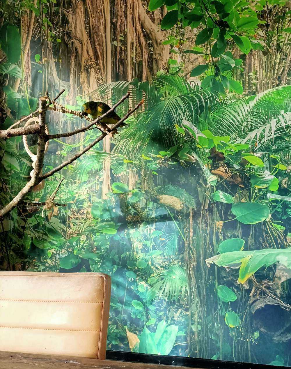 Gałęzie w lesie deszczowym