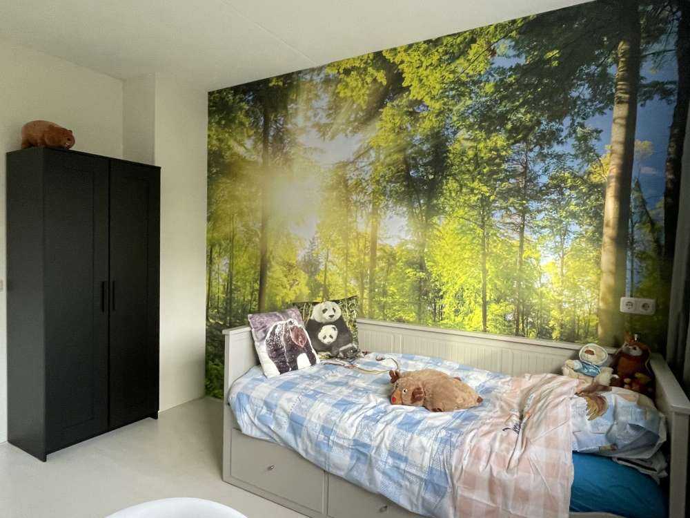 Las z promieniami słonecznymi