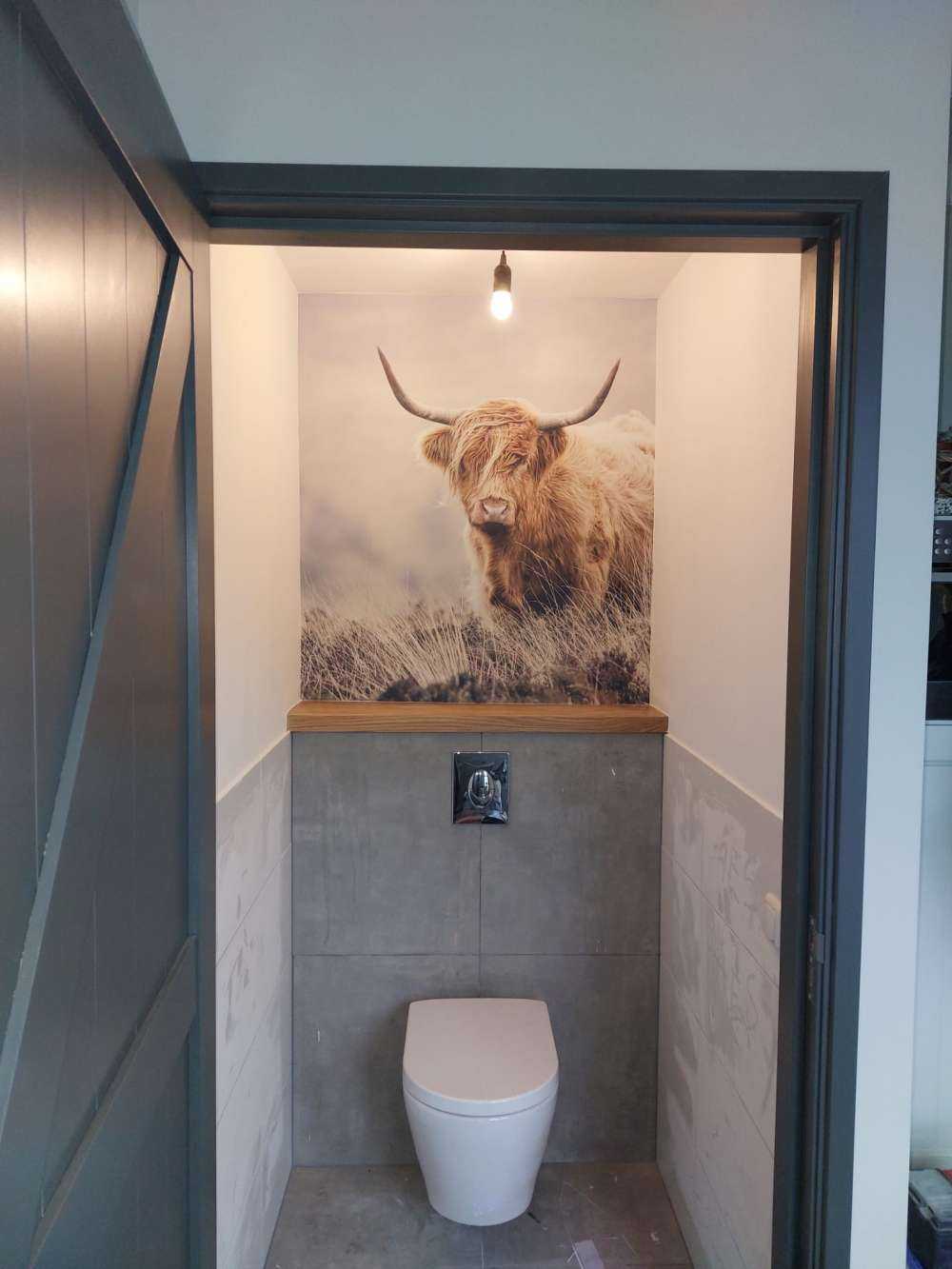 Szkocka rasa wyżynna w przyrodzie