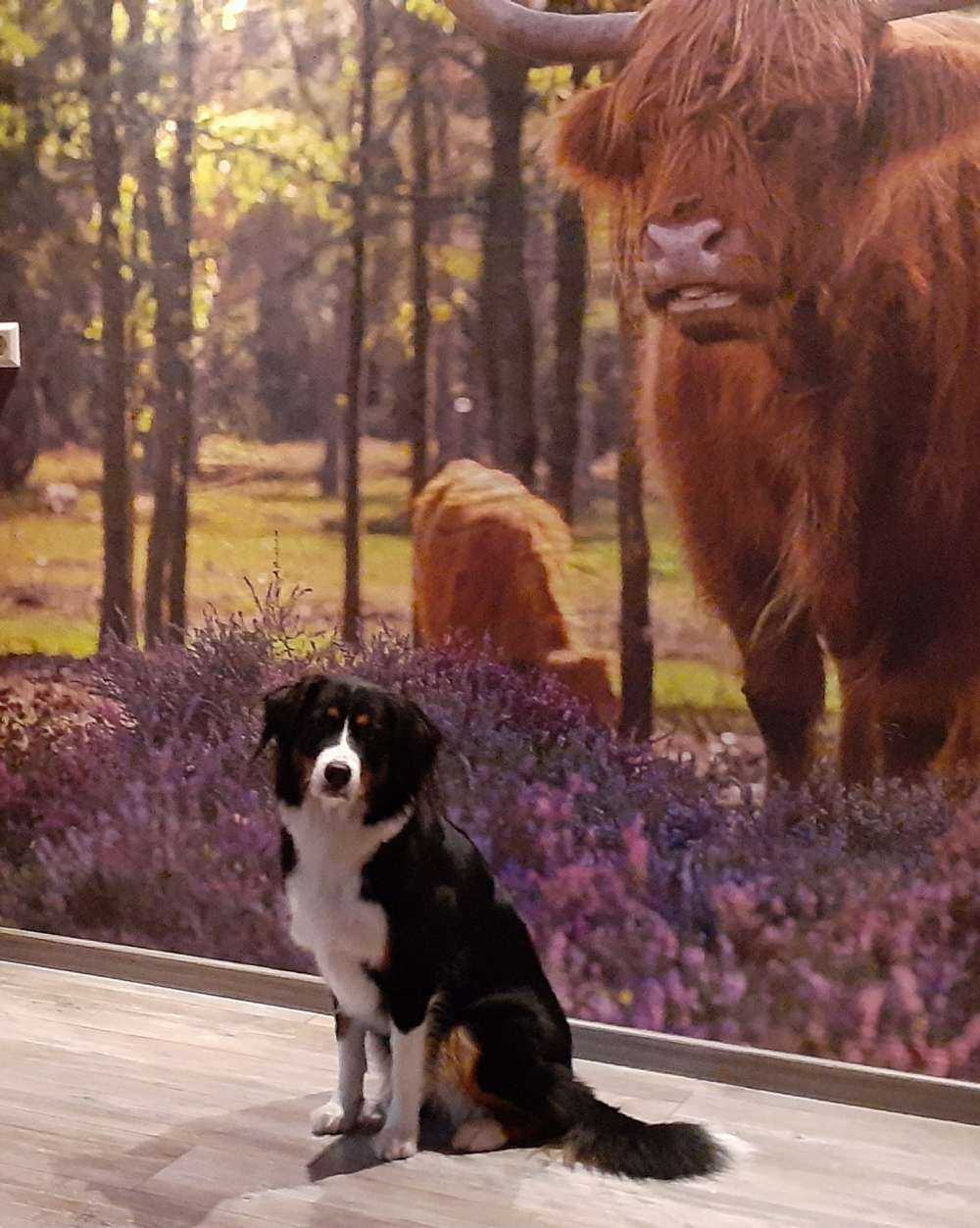 Wyżynny w rezerwacie przyrody