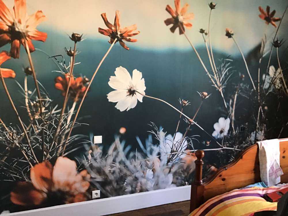 Kwiaty kosmosu w polu