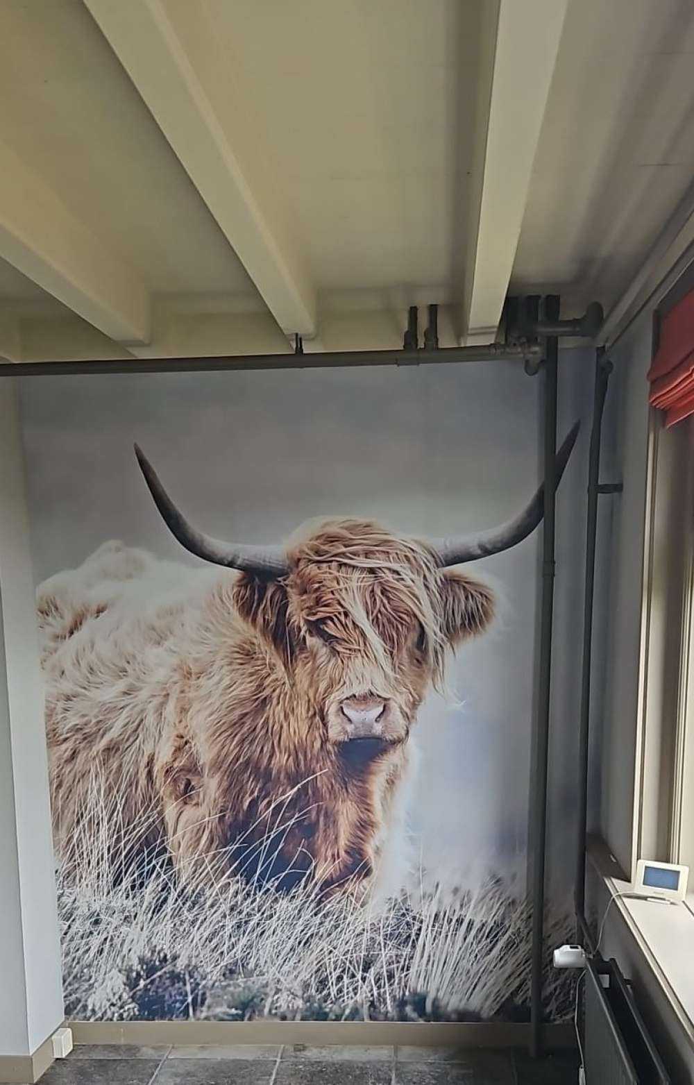 Szkocka rasa wyżynna w przyrodzie