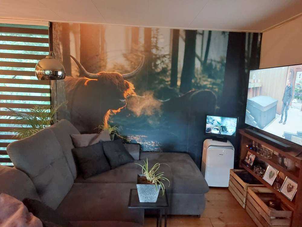 Szkocki byk w porannym świetle