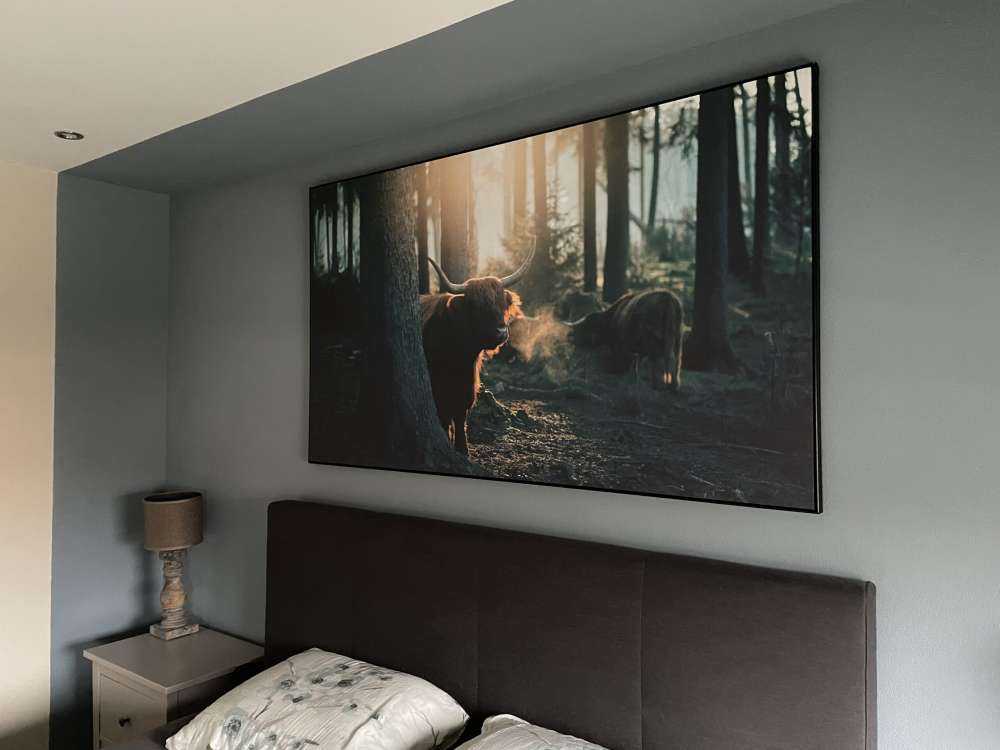 Szkocki byk w porannym świetle