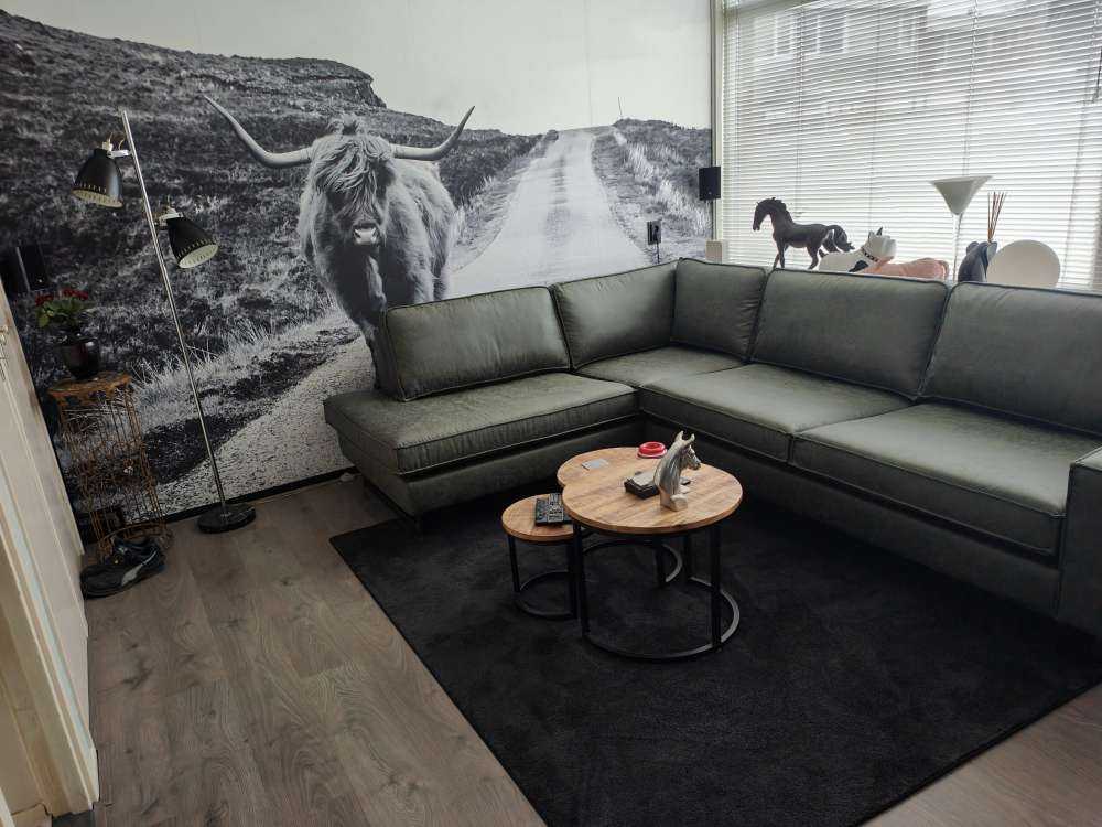 Szkocka rasa wyżynna na drodze