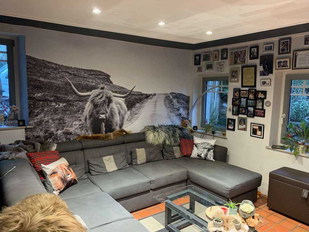 Szkocka rasa wyżynna na drodze