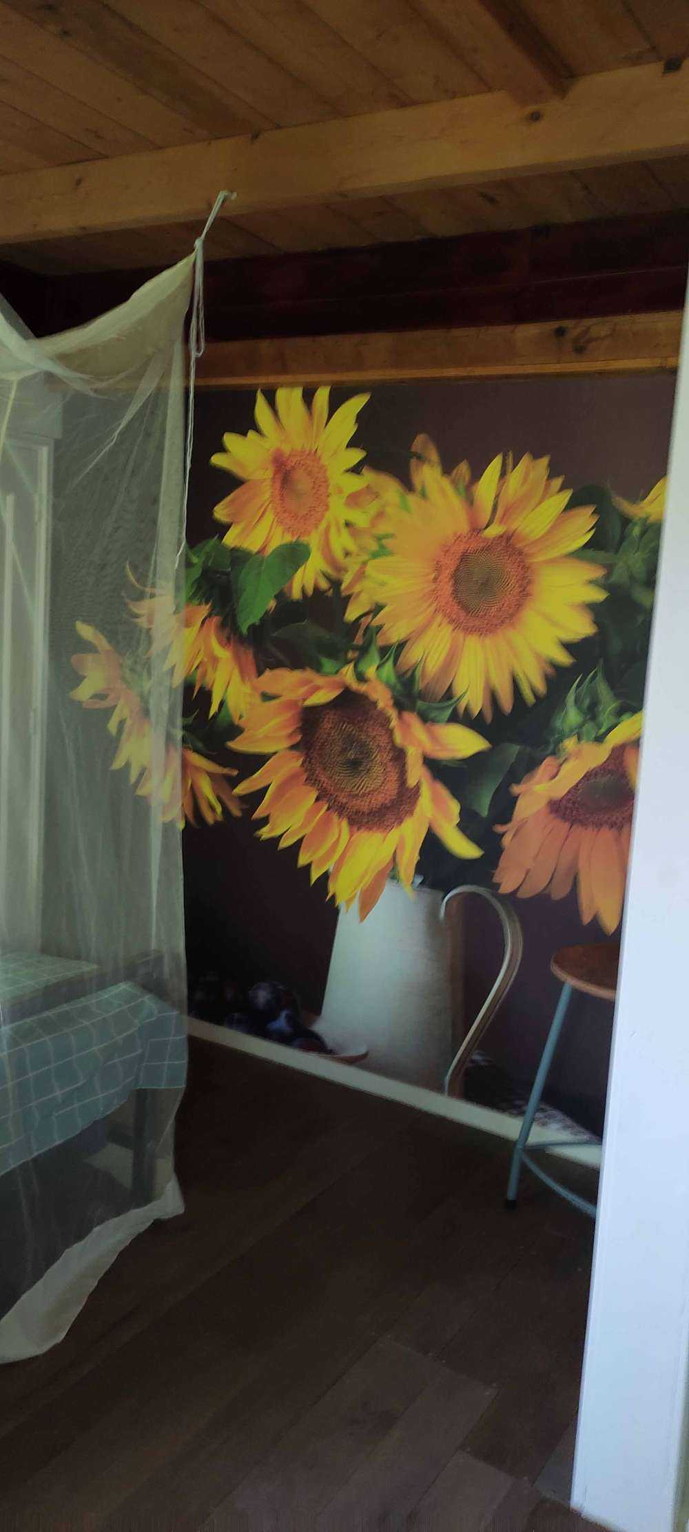 Słoneczniki i jagody