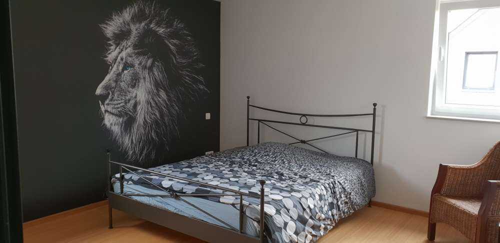 Lew z niebieskimi oczami