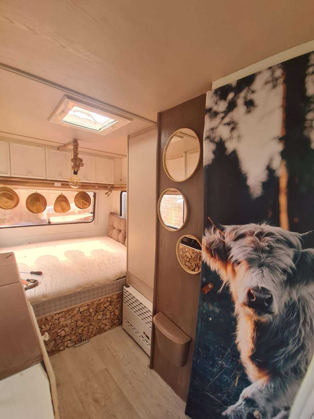 Góral szkocki młode