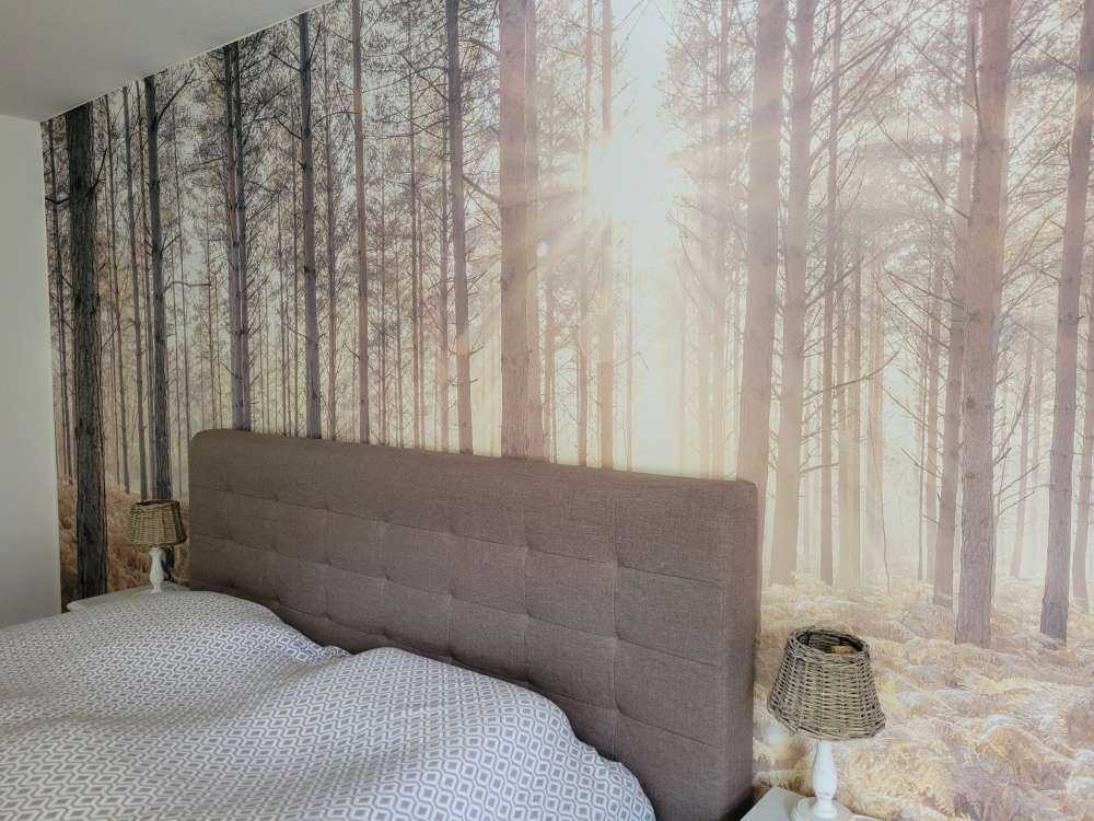 Promienie słońca w zimnym lesie