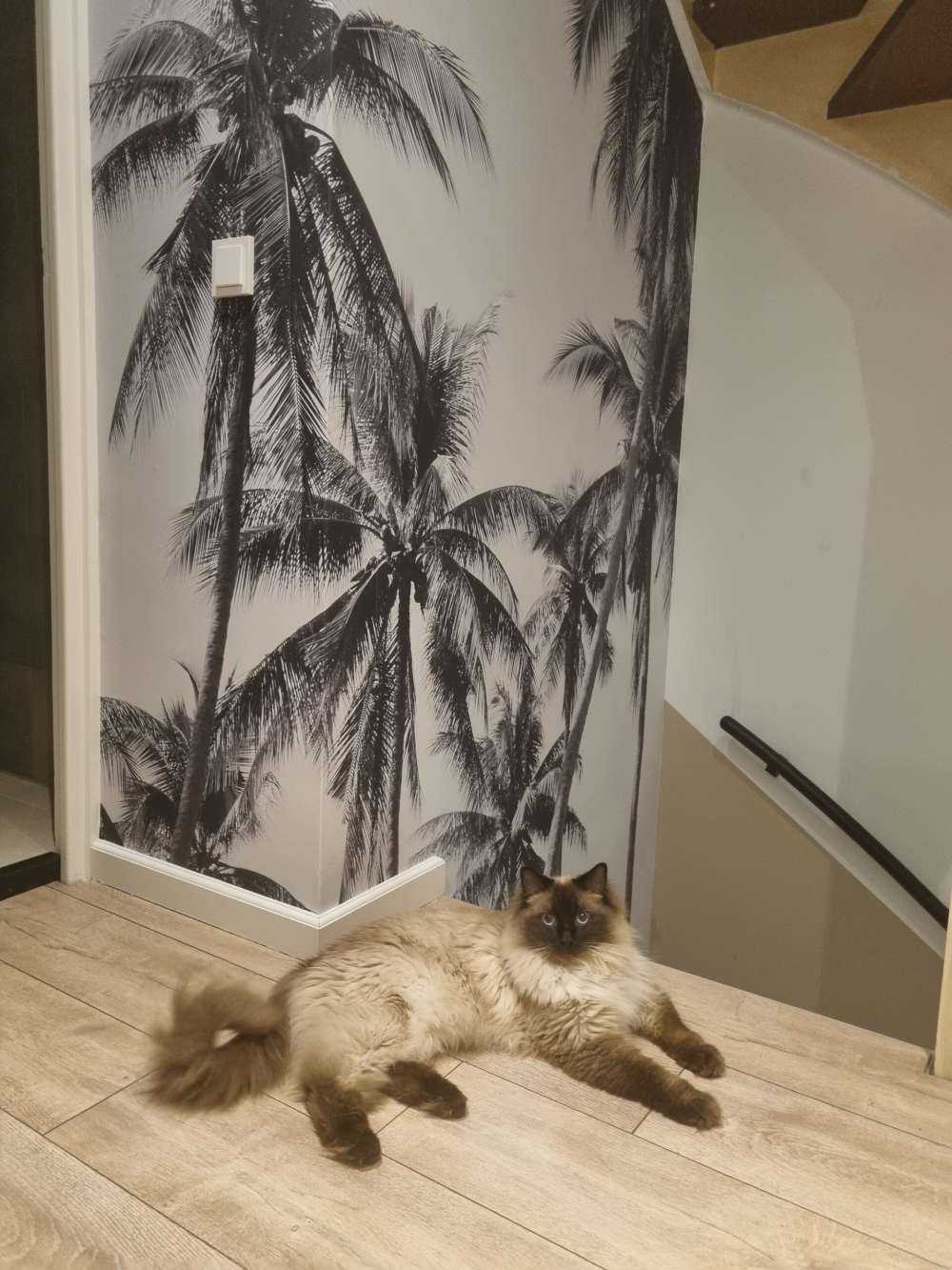 Palmy w czerni i bieli