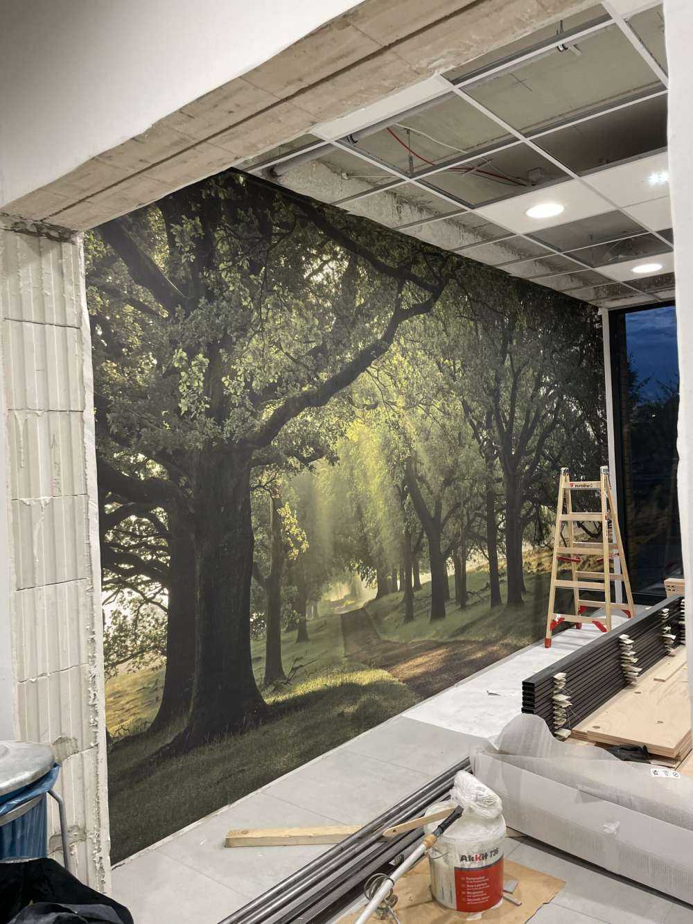 Ścieżka między dębami