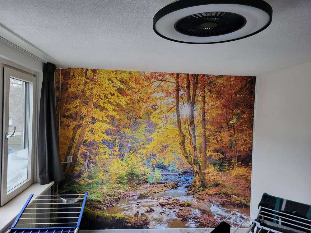 Jesień w dzikim lesie