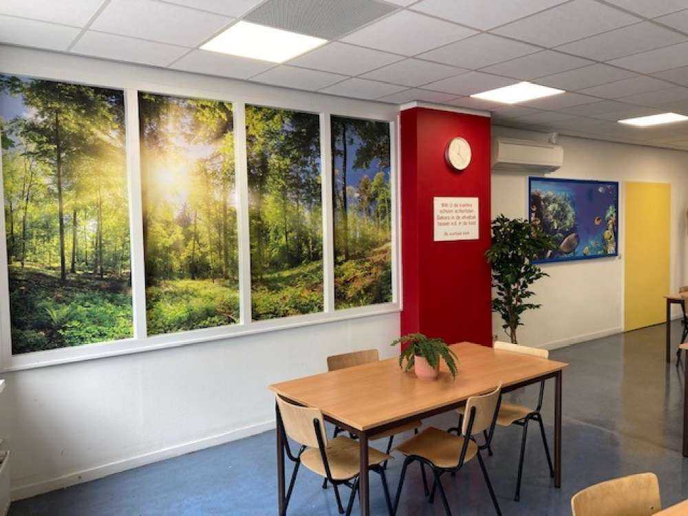 Las z promieniami słonecznymi