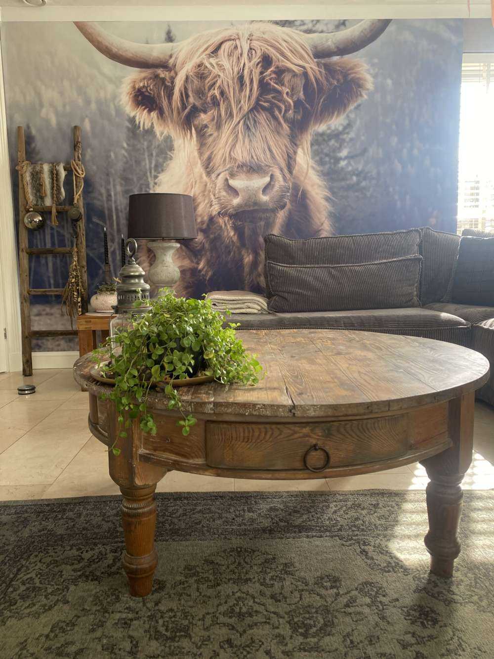 Szkocka rasa wyżynna przy lesie