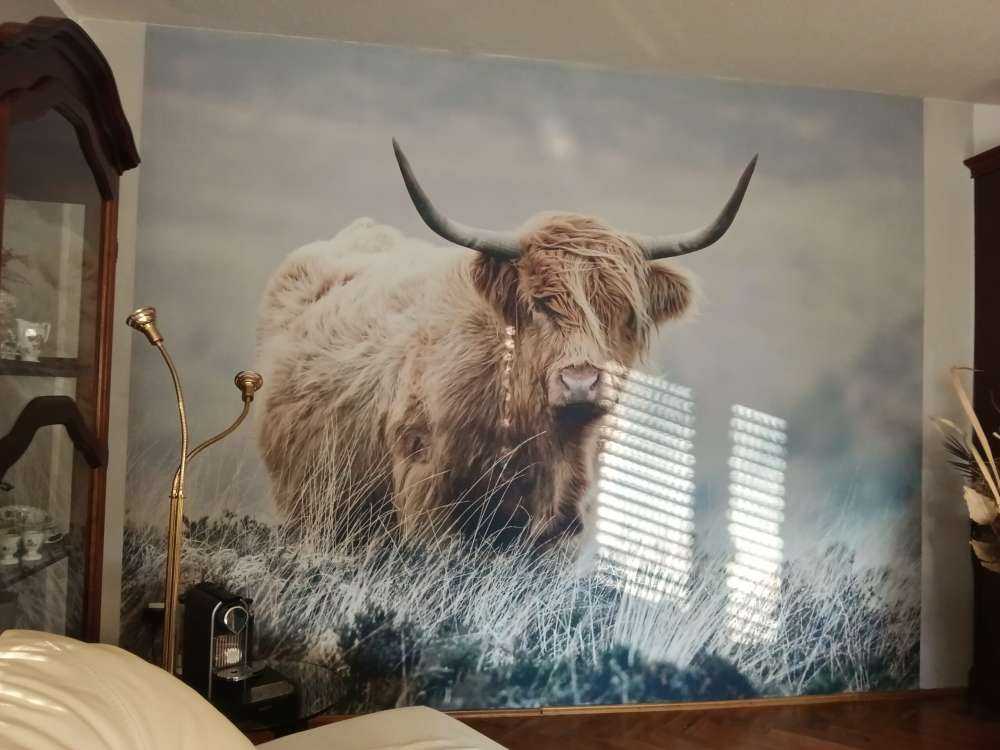 Szkocka rasa wyżynna w przyrodzie