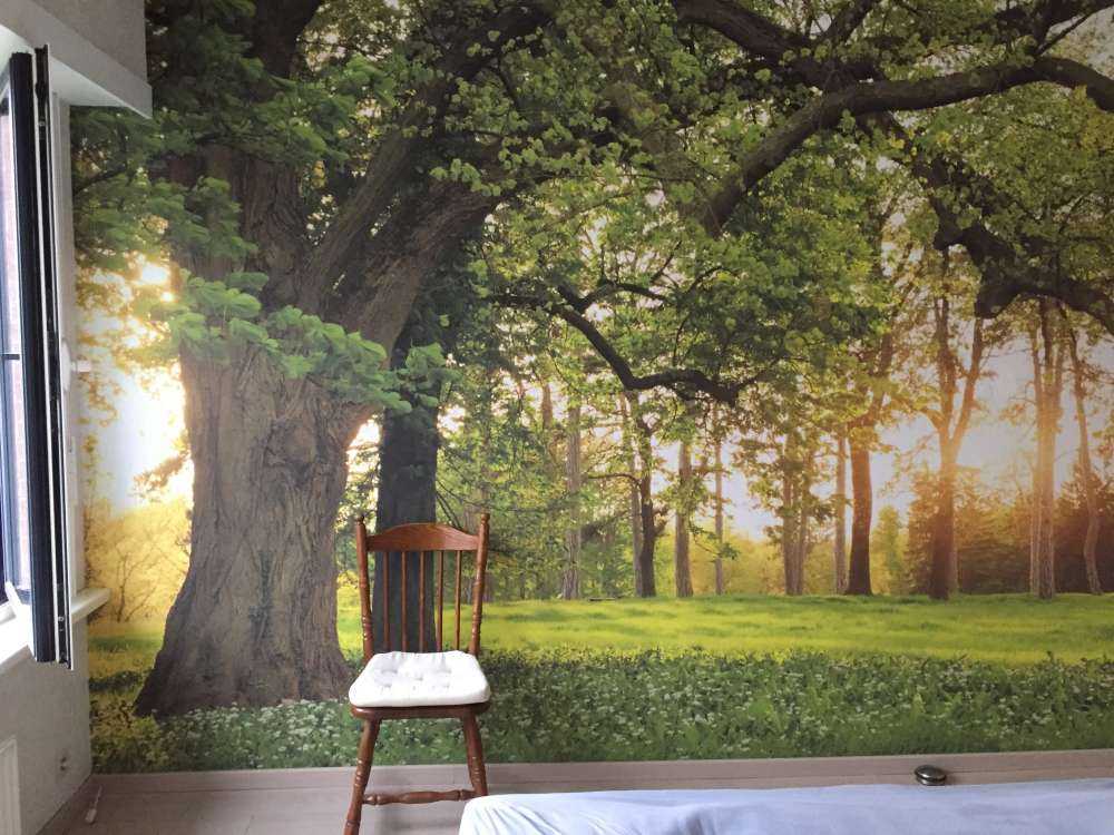 Otwarta przestrzeń w lesie