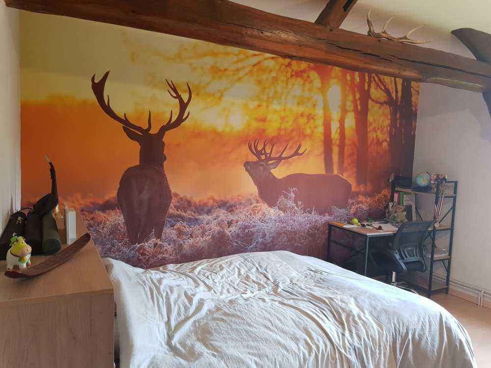 Jeleń o zachodzie słońca