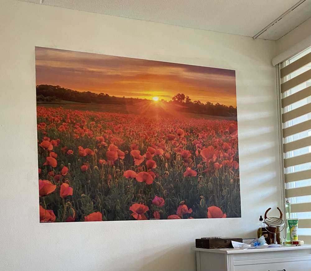 Kwitnące pole makowe