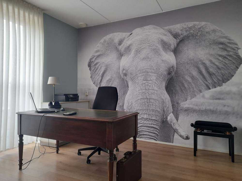 Słoń czarno-biały