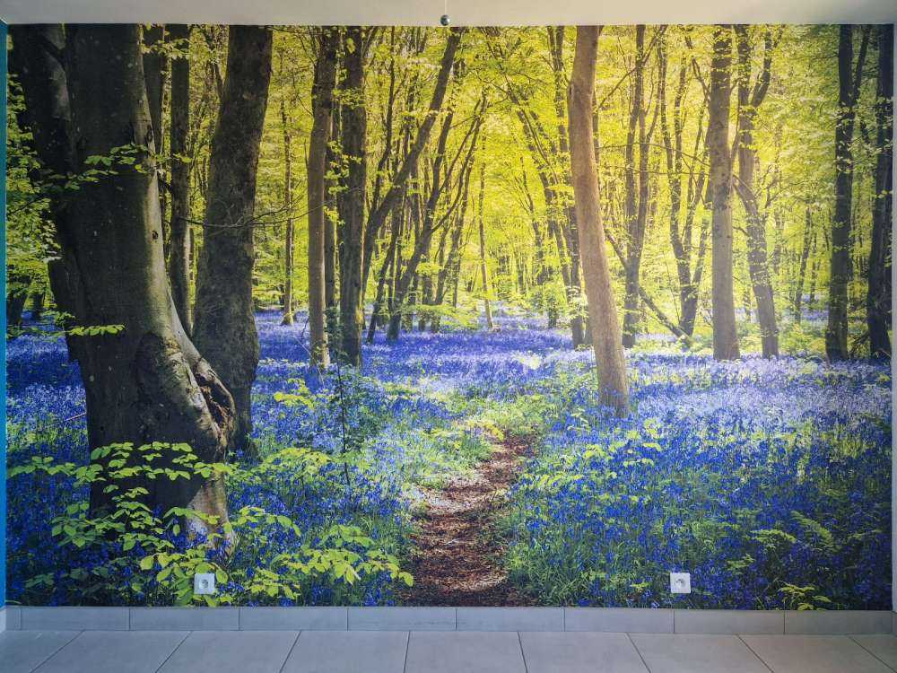 Las w blasku słońca