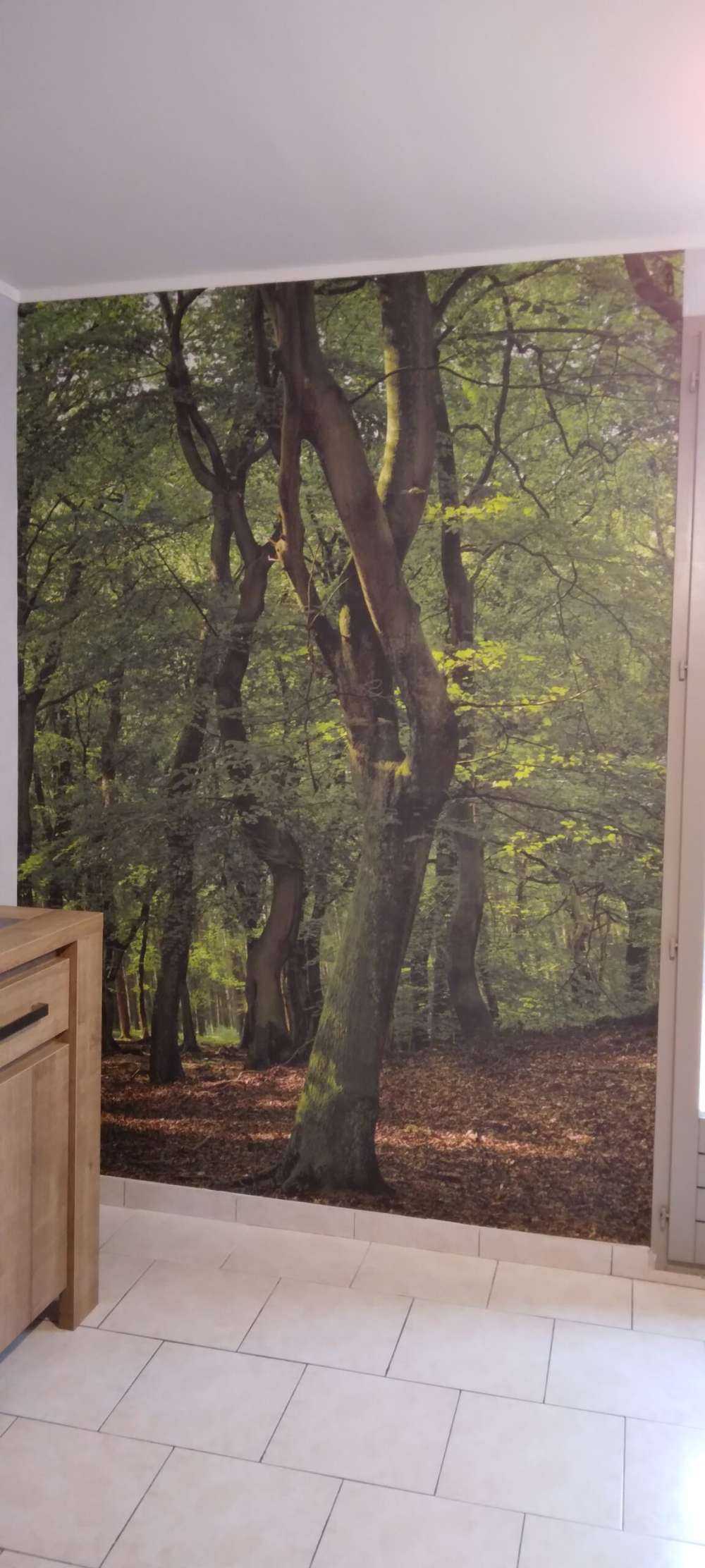 Drzewa z zielonymi liśćmi 