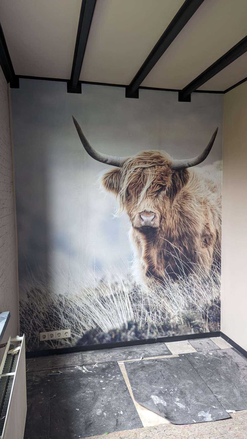 Szkocka rasa wyżynna w przyrodzie