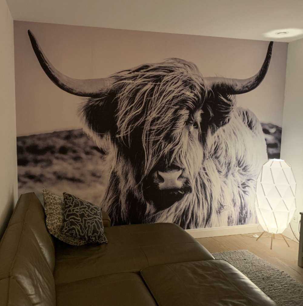 Szkocka rasa wyżynna w czerni i bieli