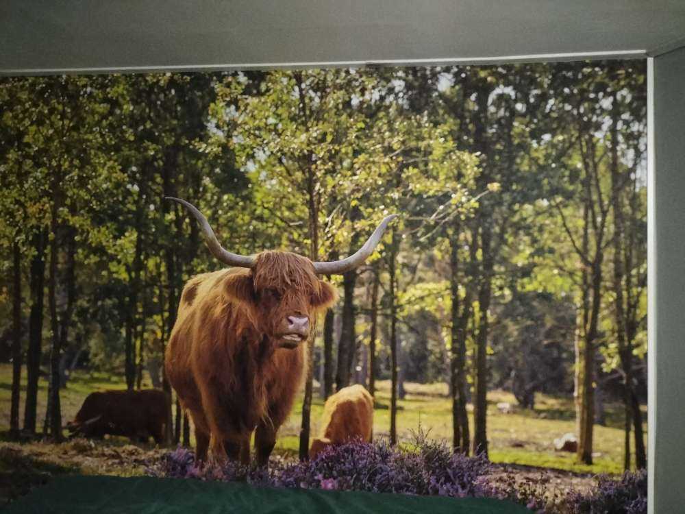 Wyżynny w rezerwacie przyrody