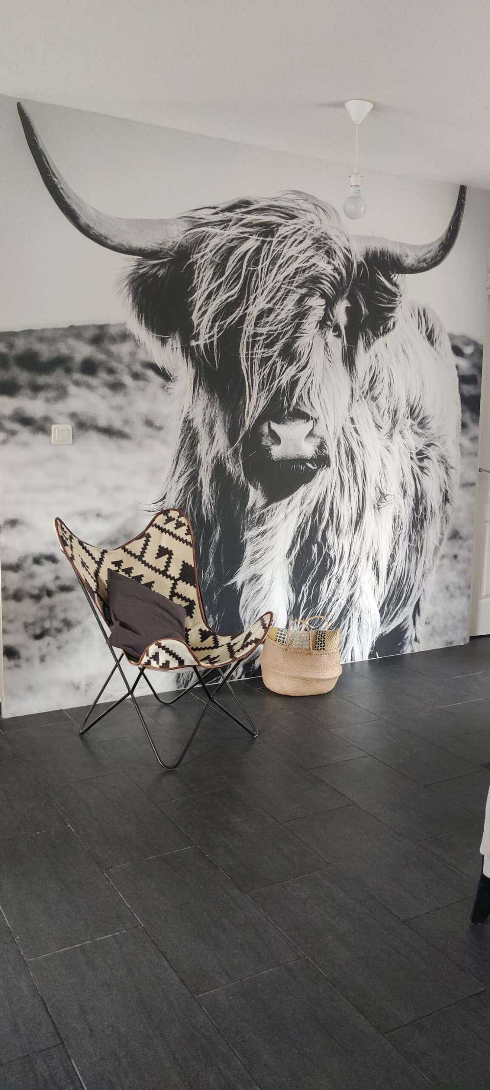 Szkocka rasa wyżynna w czerni i bieli