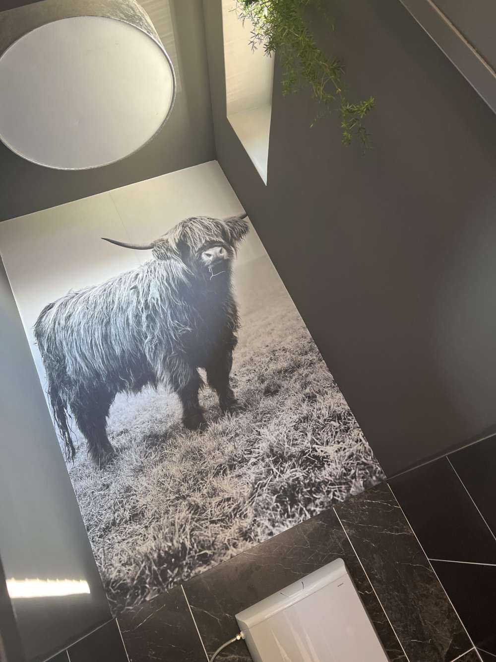 Szkocka rasa wyżynna w trawie