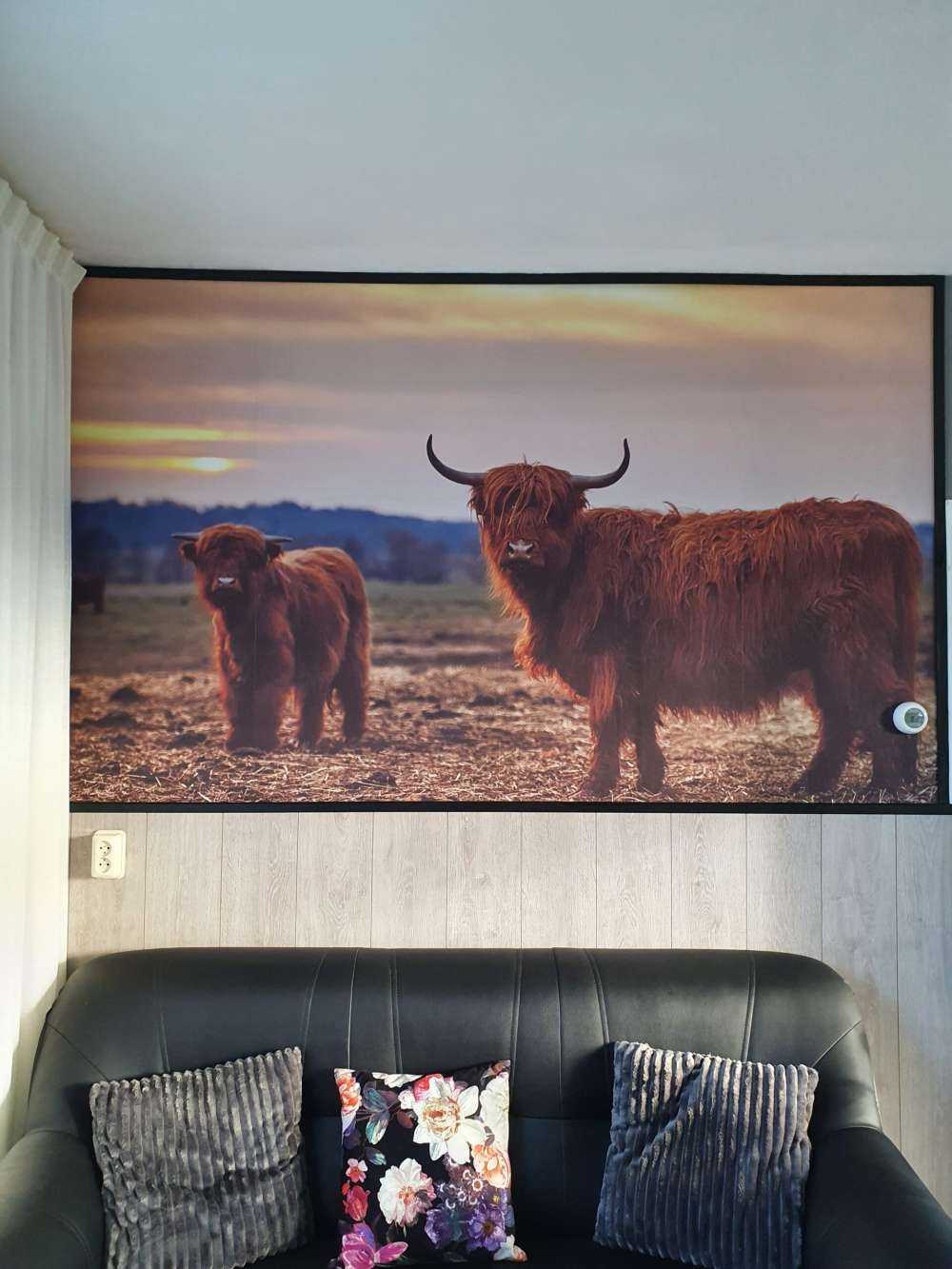 Szkockie wyżyny na łące