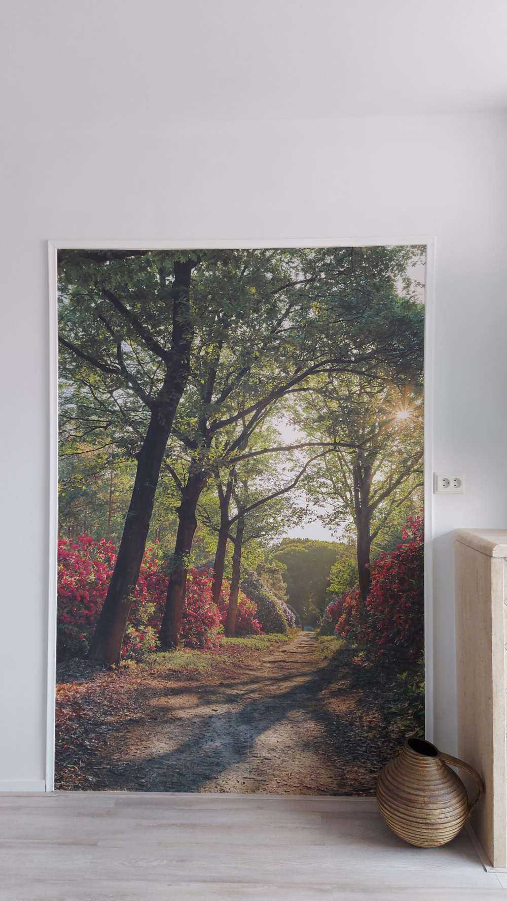 Wschód słońca na ścieżce z rododendronami