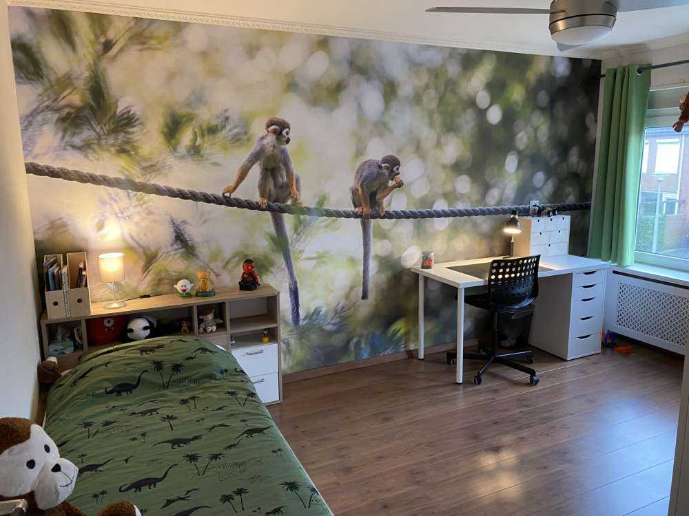 Małpy wiewiórki na linie