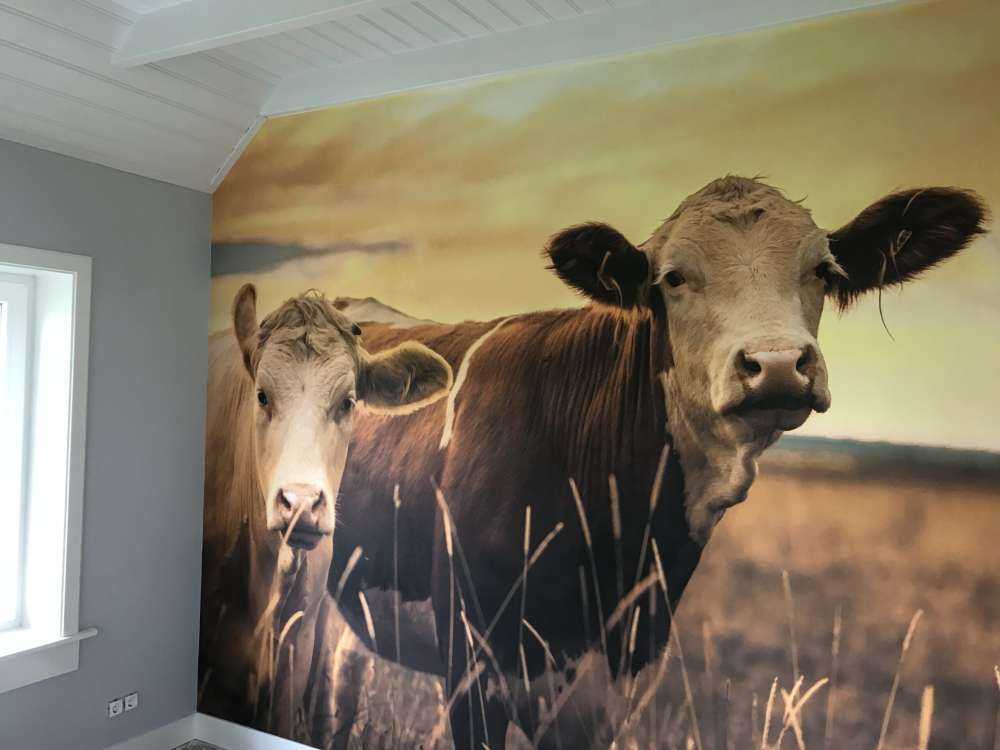 Krowy w wieczornym słońcu