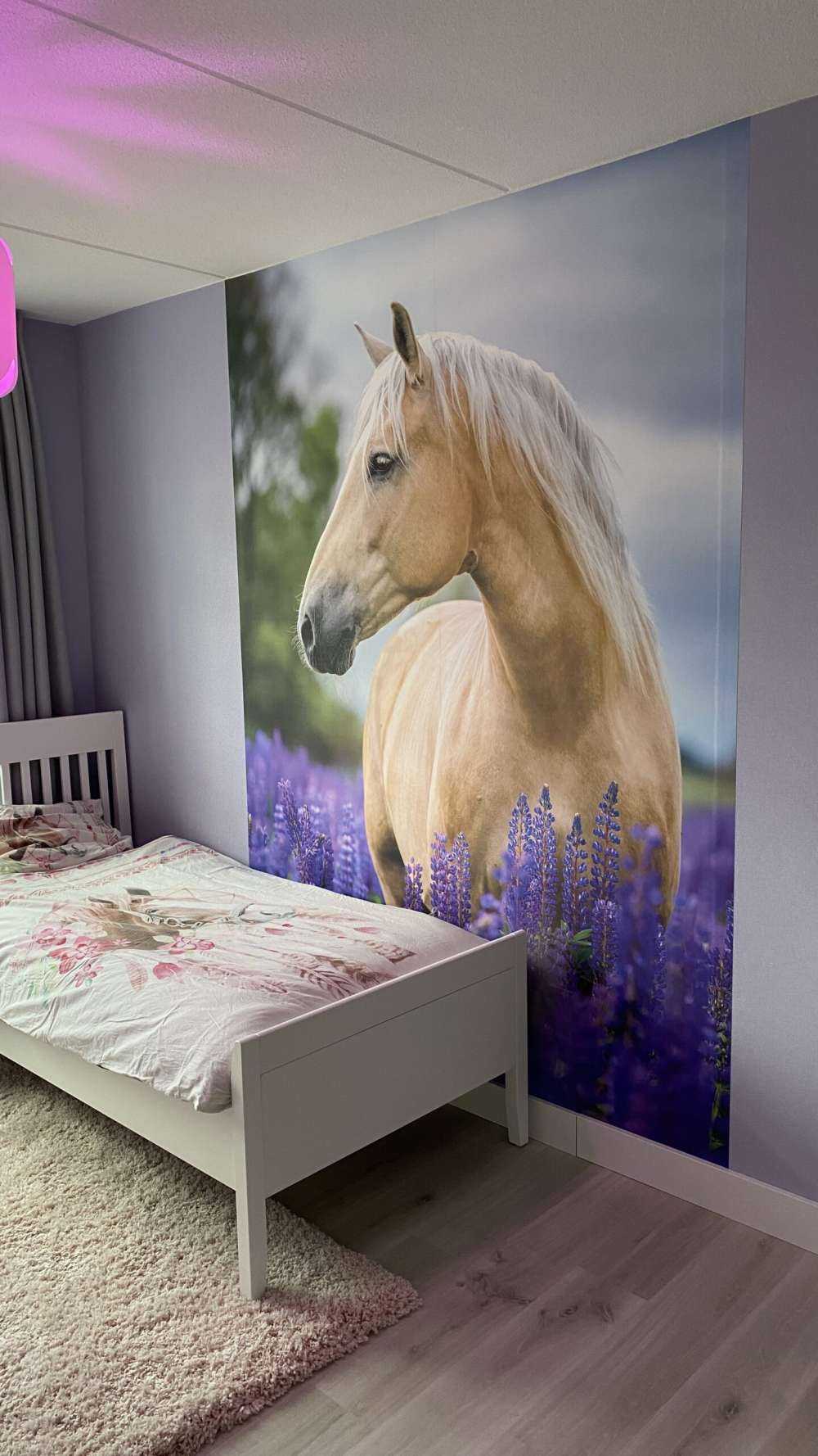 Koń między lawendą