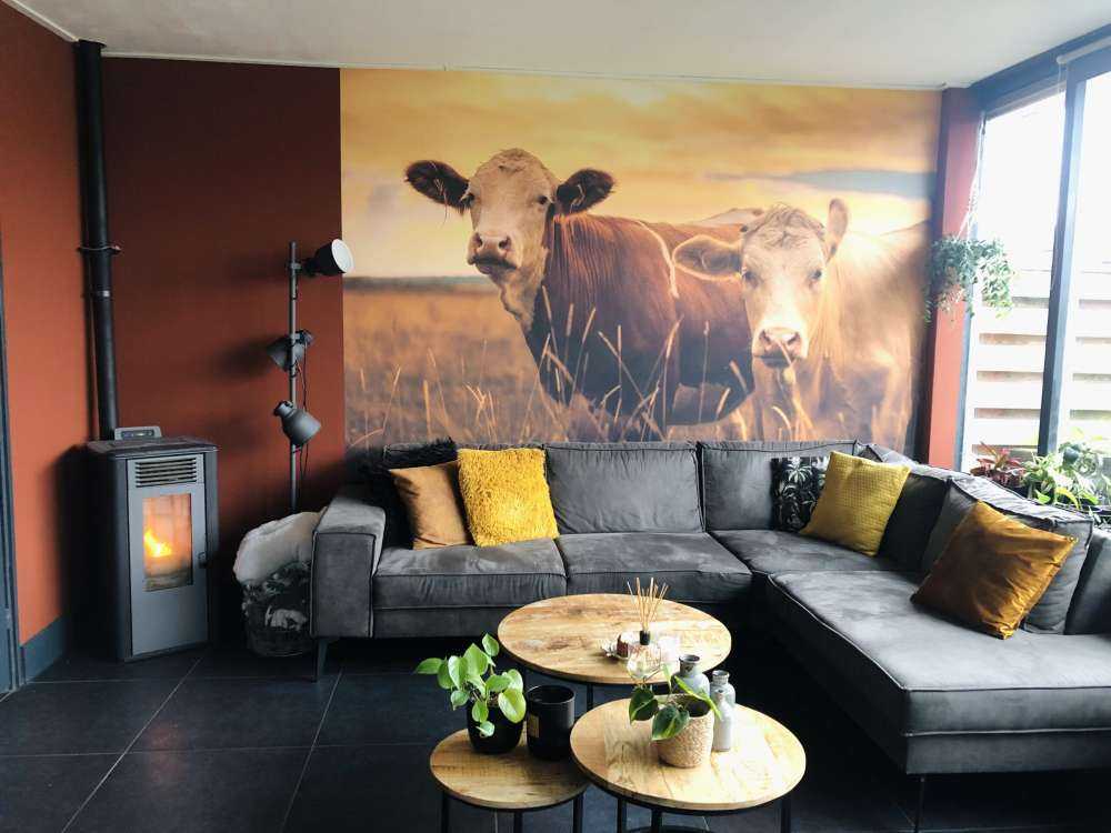 Krowy w wieczornym słońcu