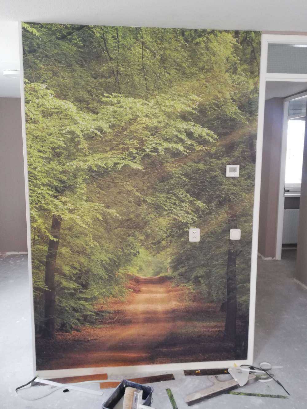 Ropucha w lesie z promieniami słońca