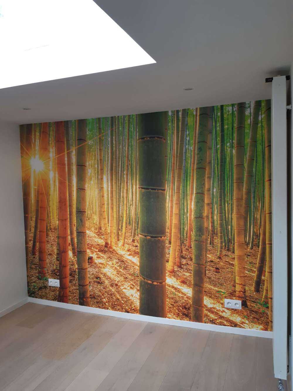 Las bambusowy o wschodzie słońca