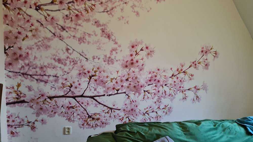 Gałęzie z różowymi kwiatami