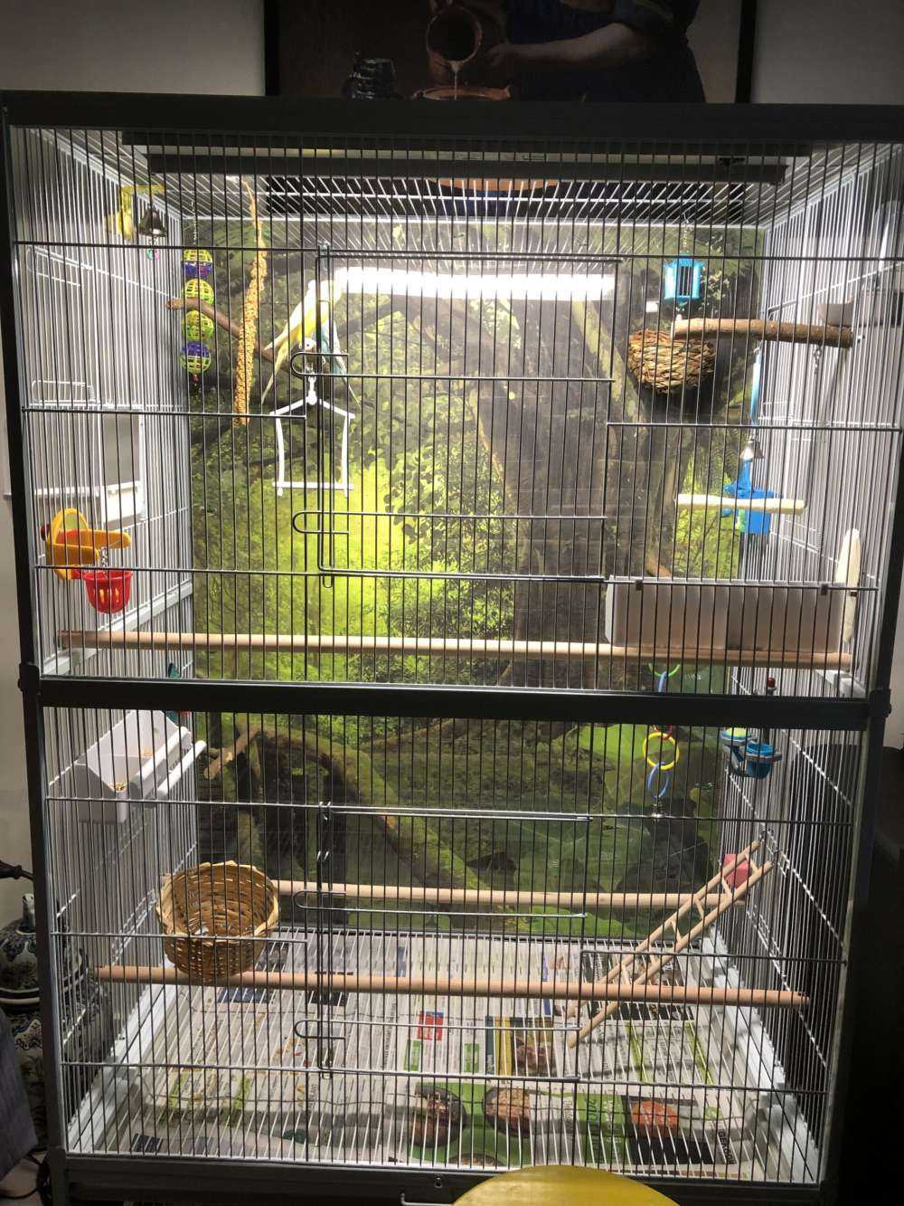 Drewniany most przez zieloną dżunglę