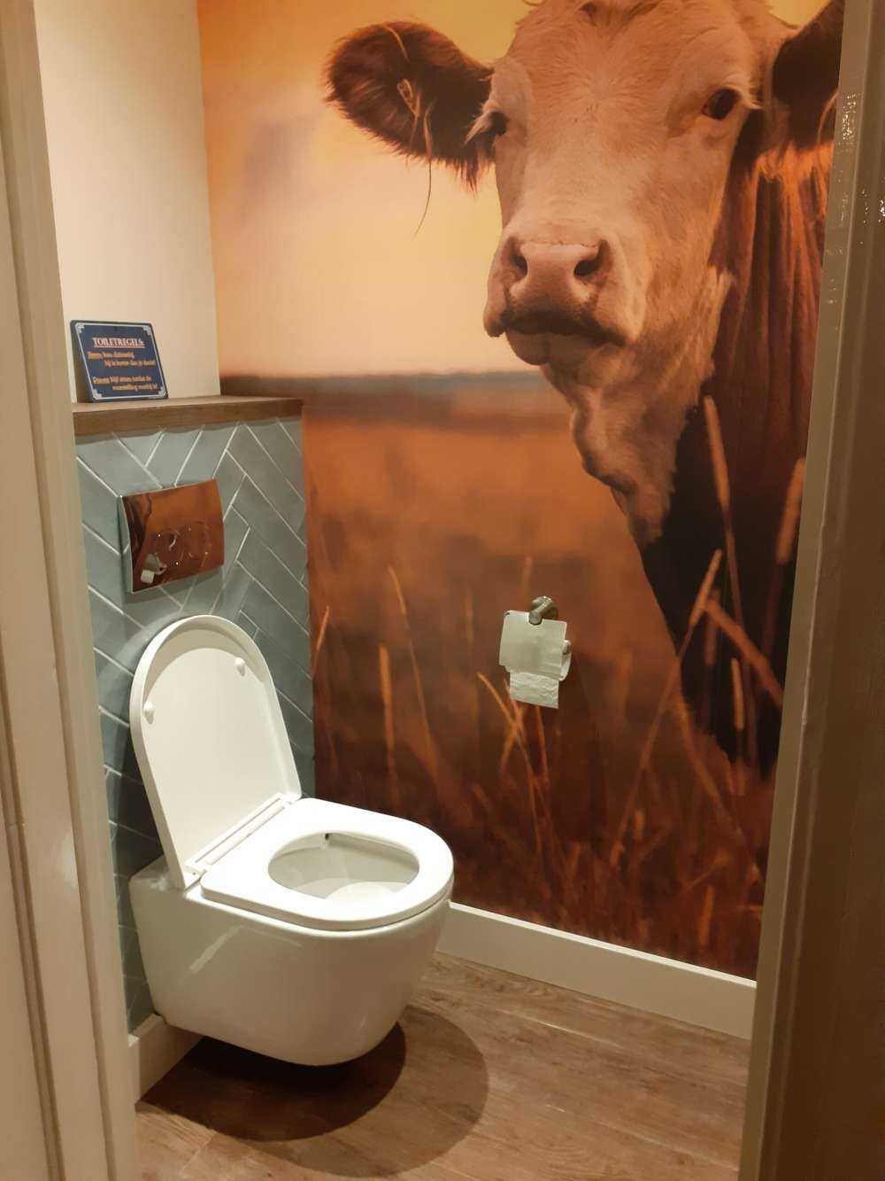 Krowy w wieczornym słońcu