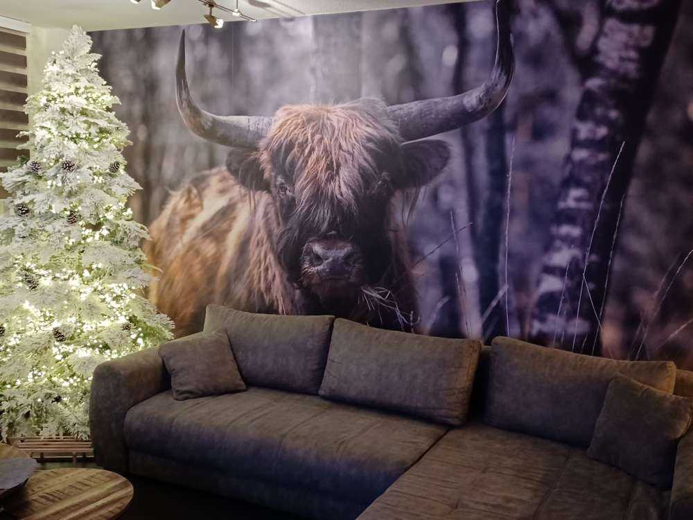 Szkocka rasa wyżynna