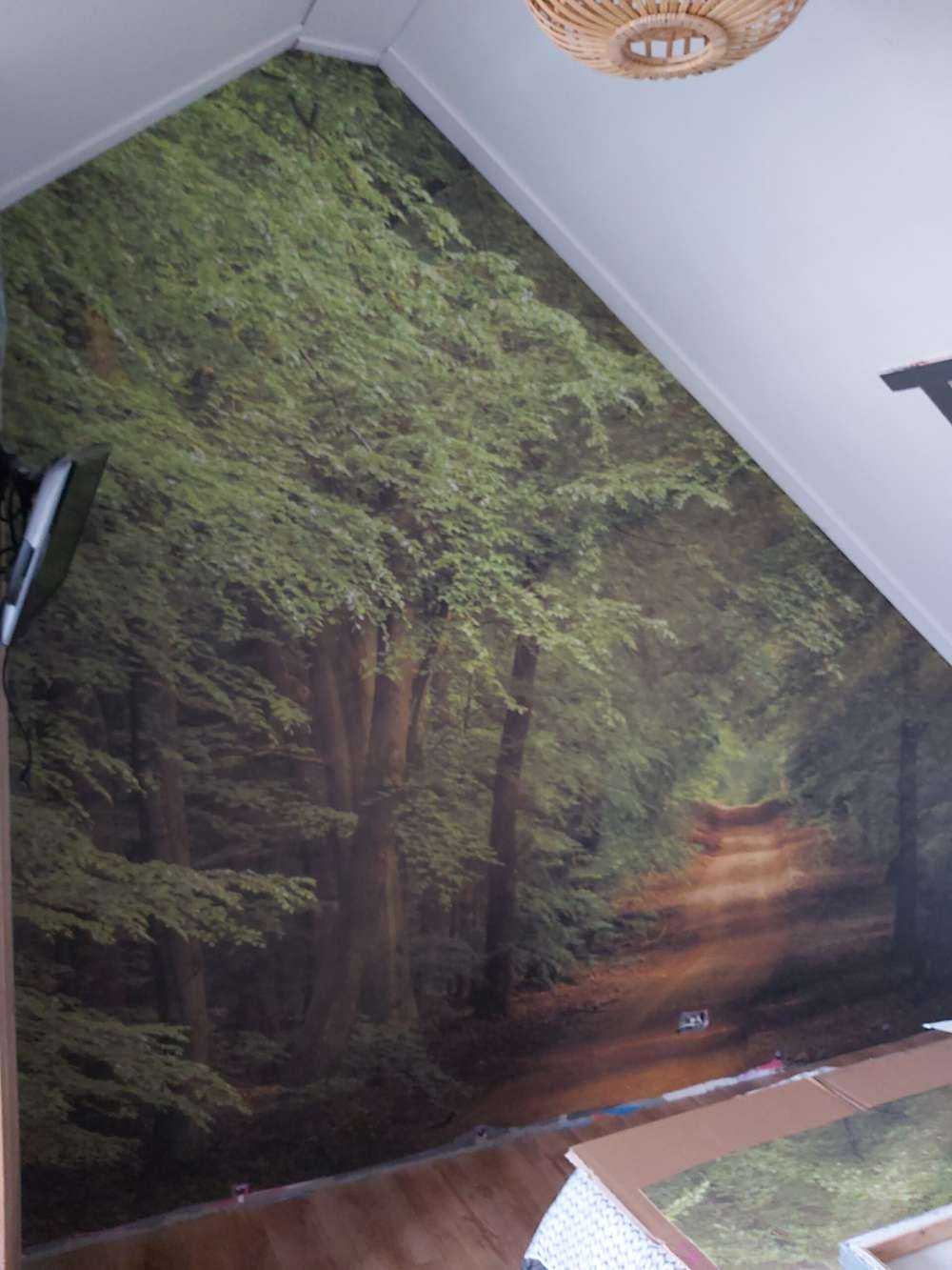 Ropucha w lesie z promieniami słońca