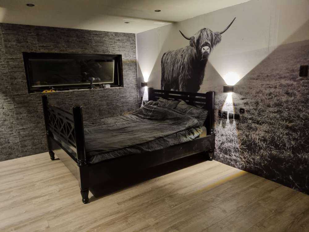 Szkocka rasa wyżynna w trawie