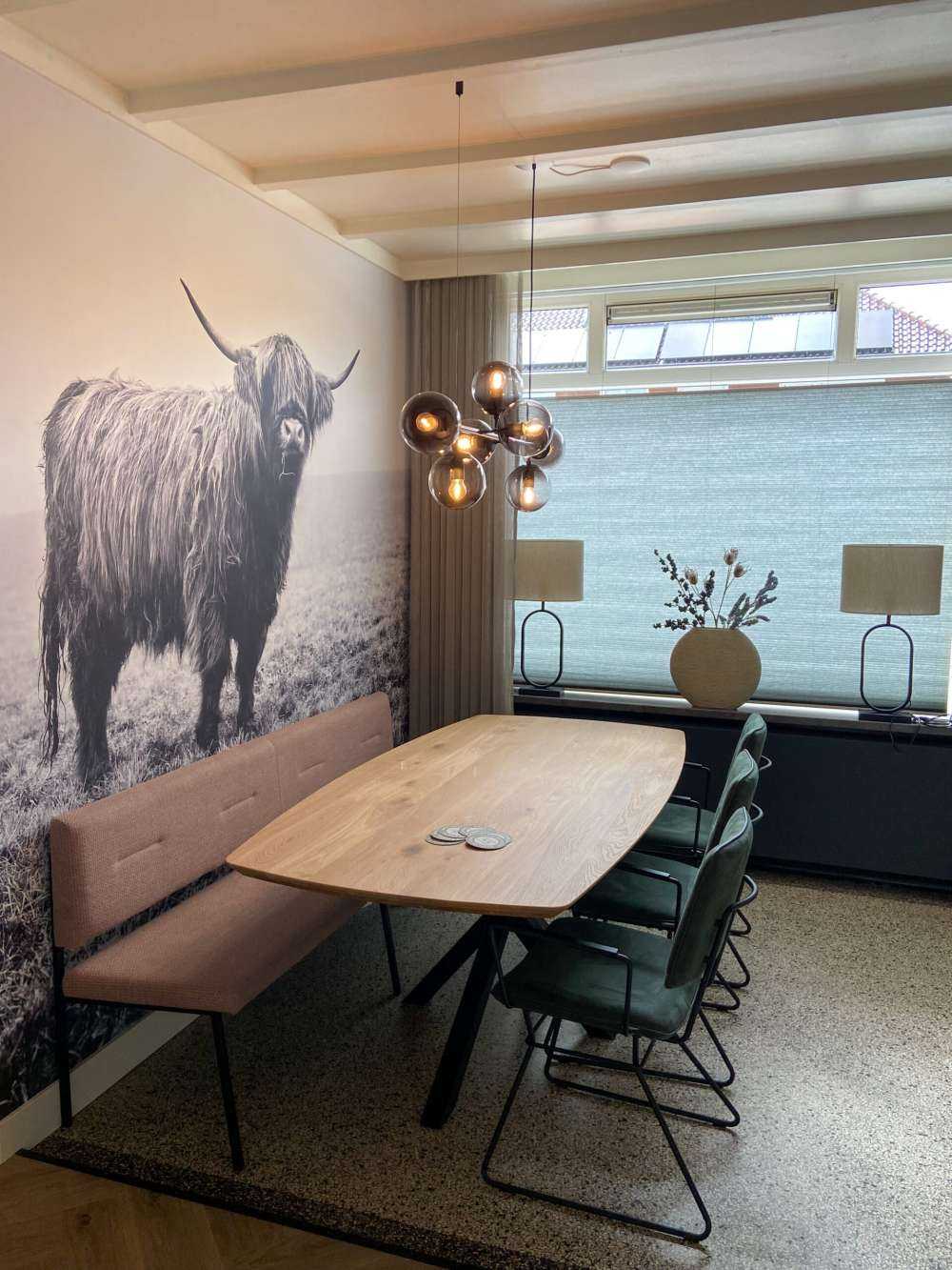 Szkocka rasa wyżynna w trawie